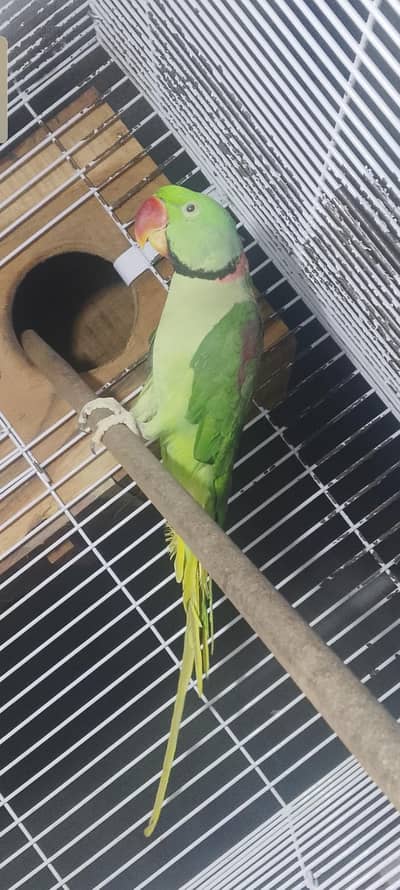Raw breeder male for sale