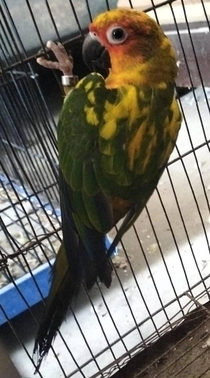 sun conure pair 3