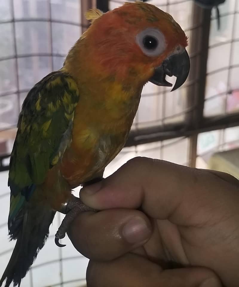 sun conure pair 2
