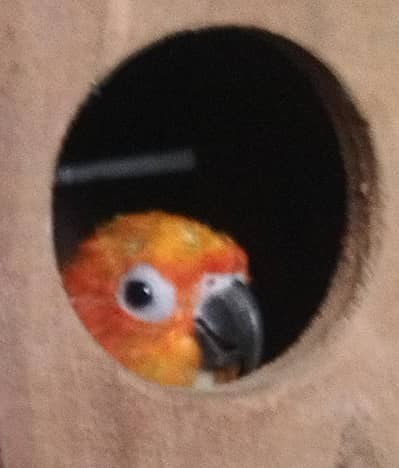 sun conure