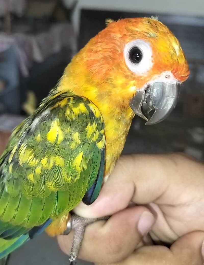 sun conure pair 0