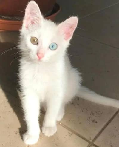 cat. s