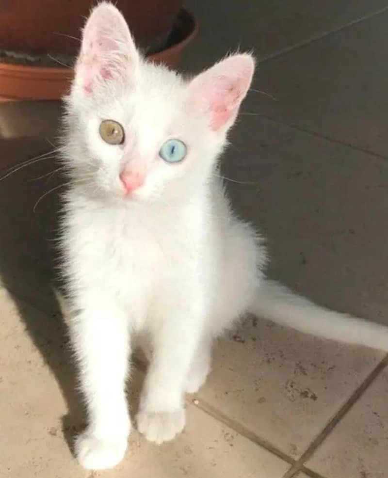 cat. s 0