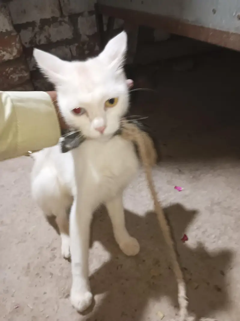 cat. s — photo 2