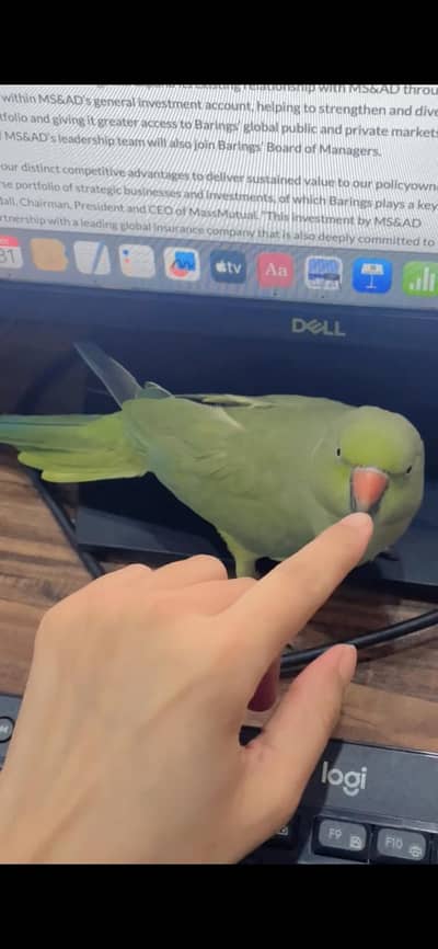 Female Parrot