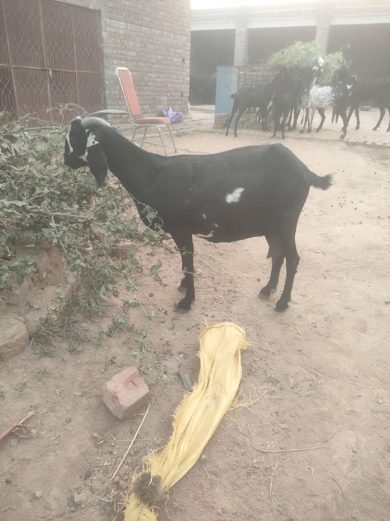 پیور ٹیڈی فیمیل فار سیل 0