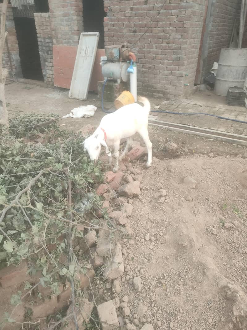 پیور ٹیڈی فیمیل فار سیل 2