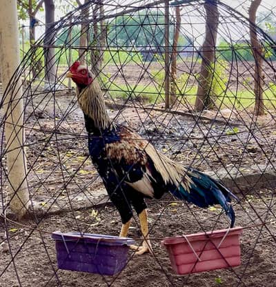 High quality aseel murga for sale