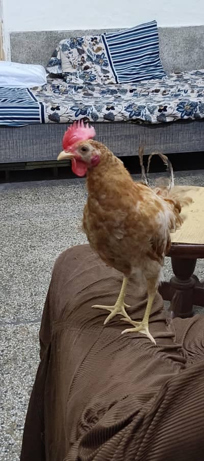 ghar me palay ha. healthy pair ha murgha murghi whats app 0308 6039674