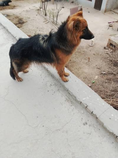 German Shepherd
