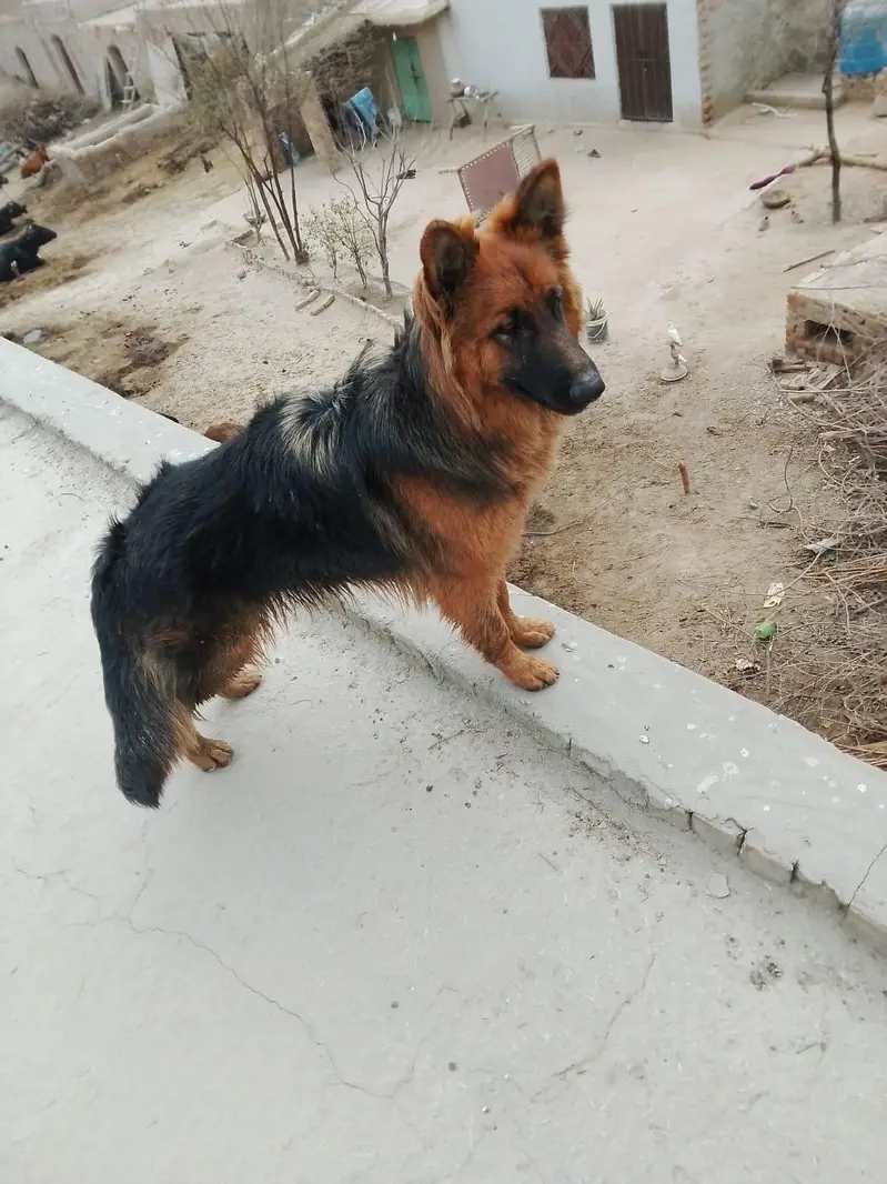 German Shepherd — photo 2