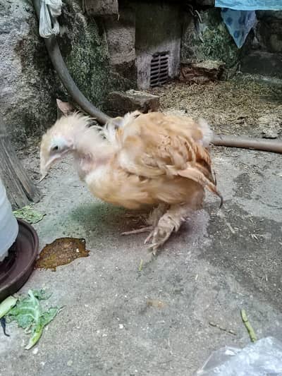 heavy buff female for sale