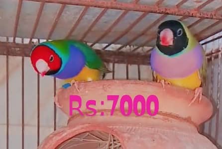 Gouldian mutation finch or Ring Nack female