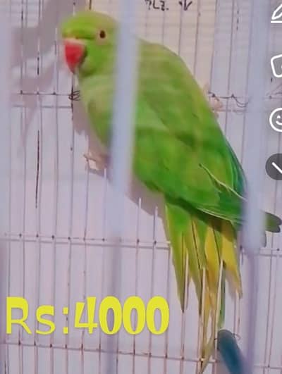 Mutation finch or Ring Nack female