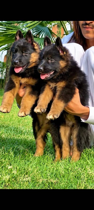 German shepherd long coat male female available for sale