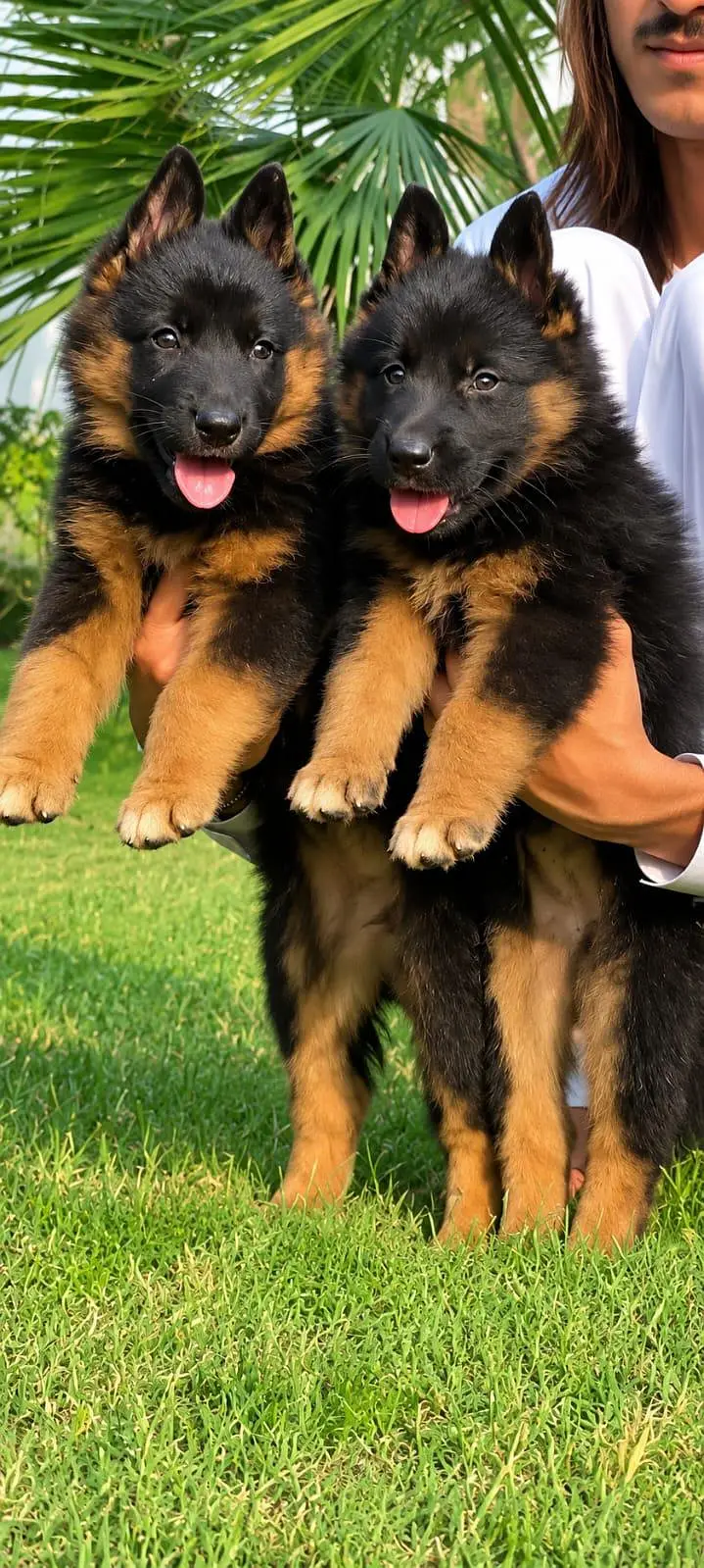 German shepherd long coat male female available for sale — photo 2