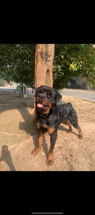 Rottweiler Fo Sale