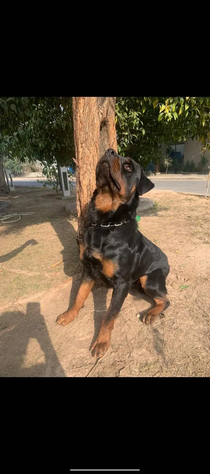 Rottweiler Fo Sale — photo 2