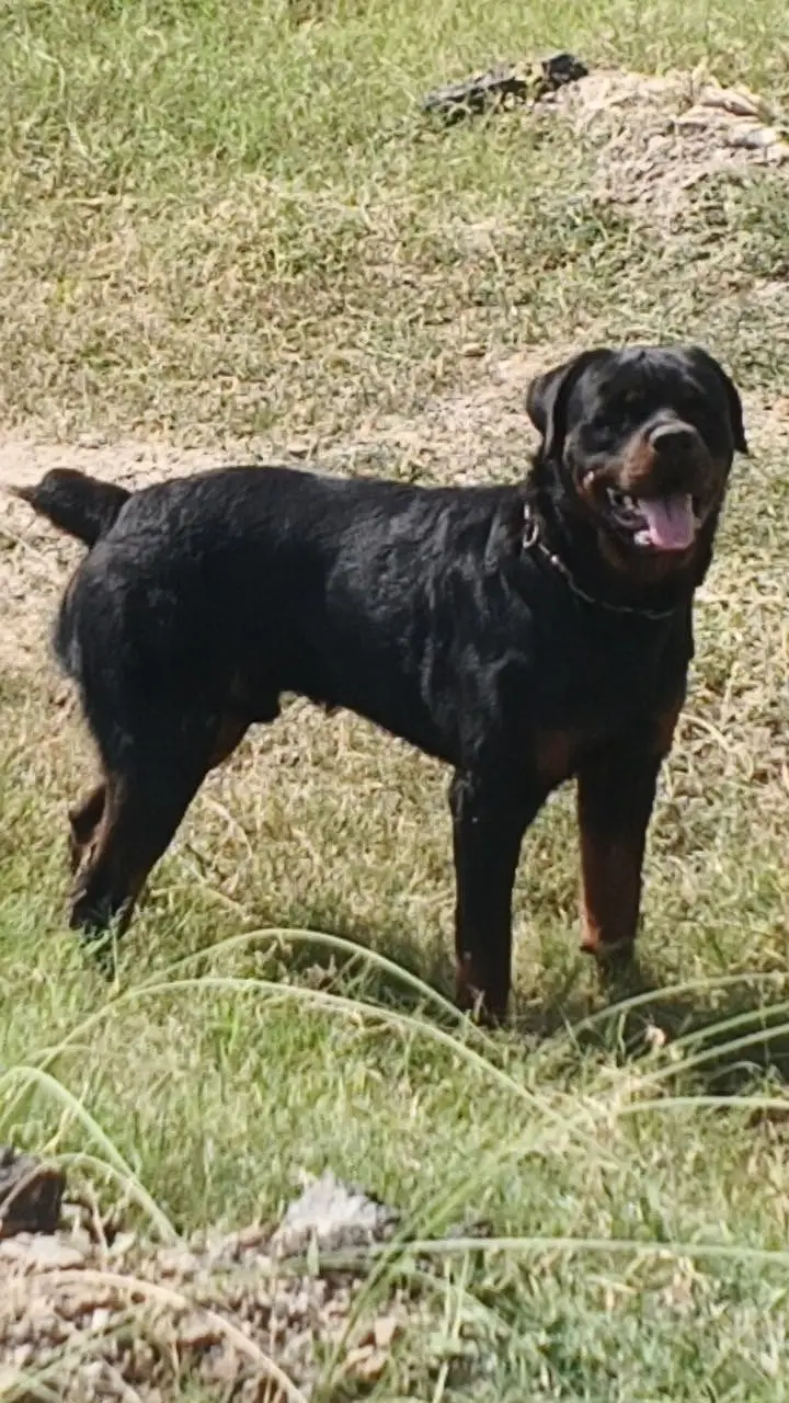 Rottweiler Fo Sale — photo 3