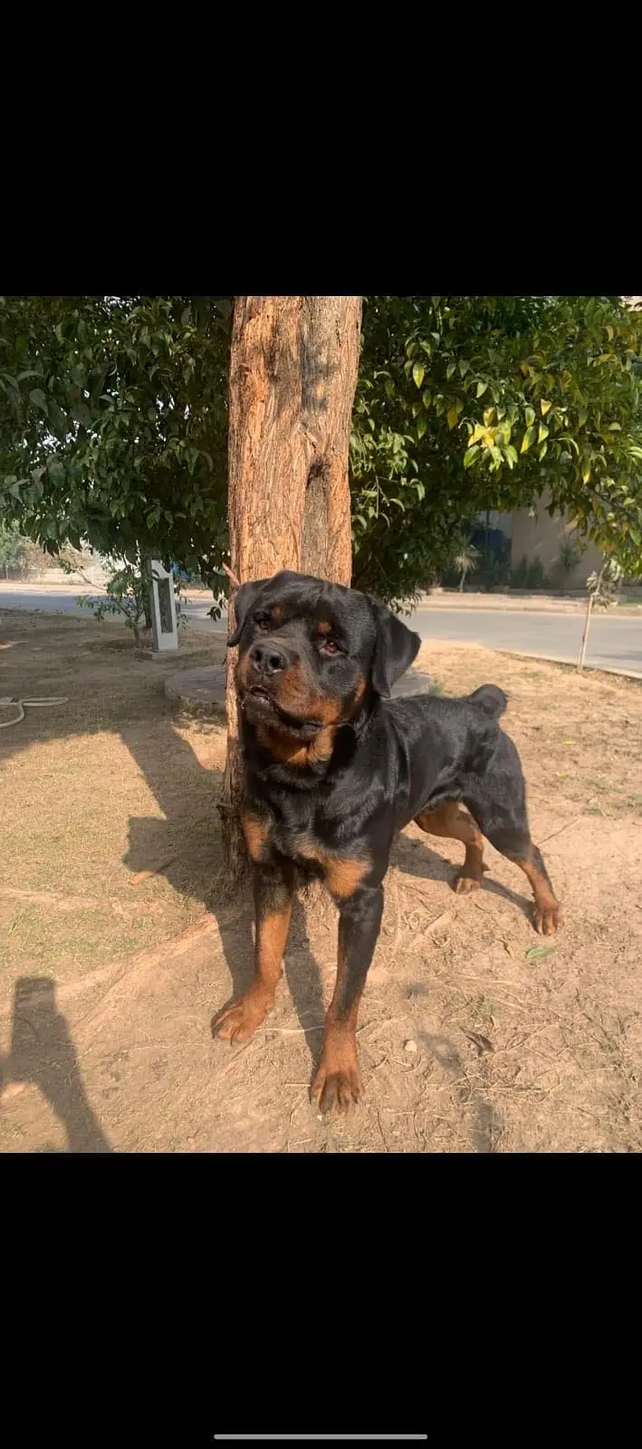 Rottweiler Fo Sale — photo 4