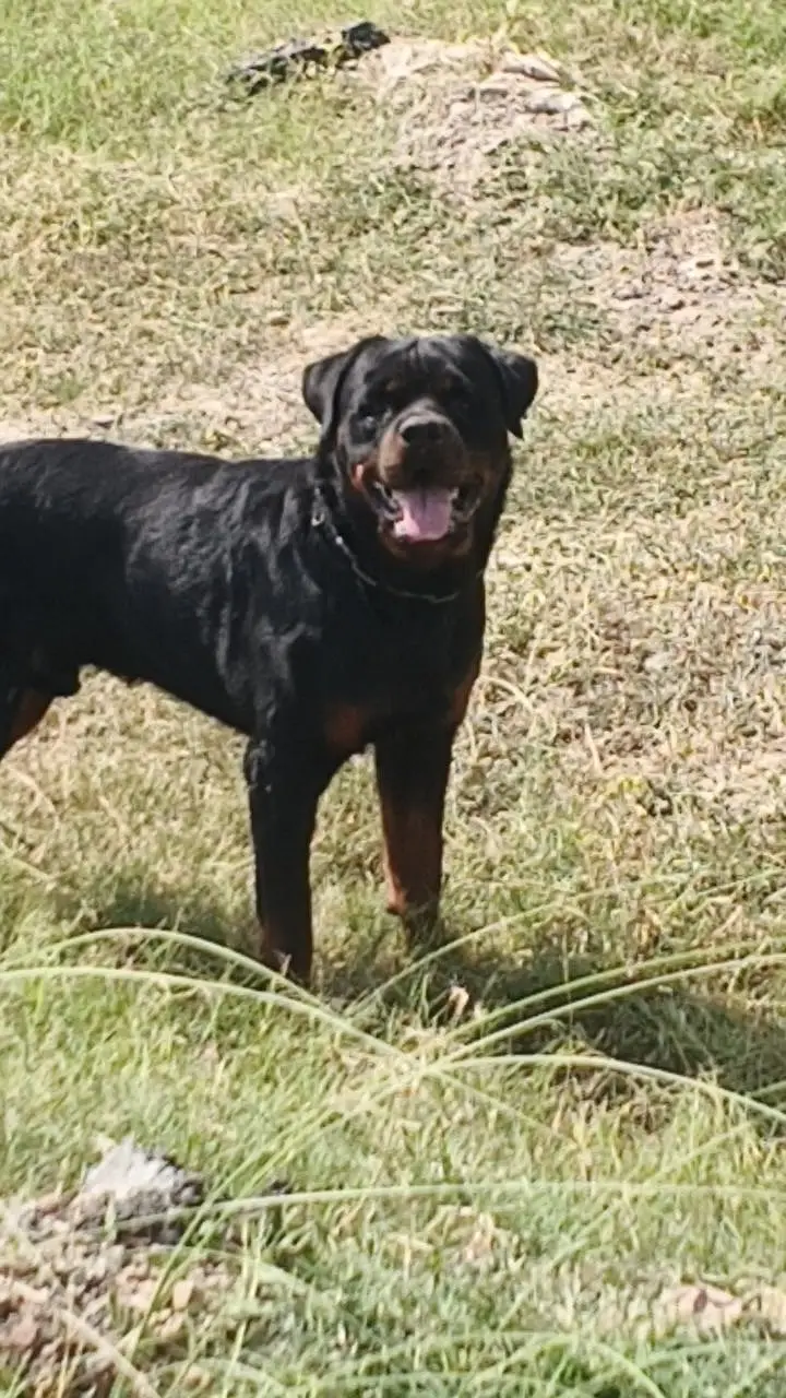 Rottweiler Fo Sale — photo 5