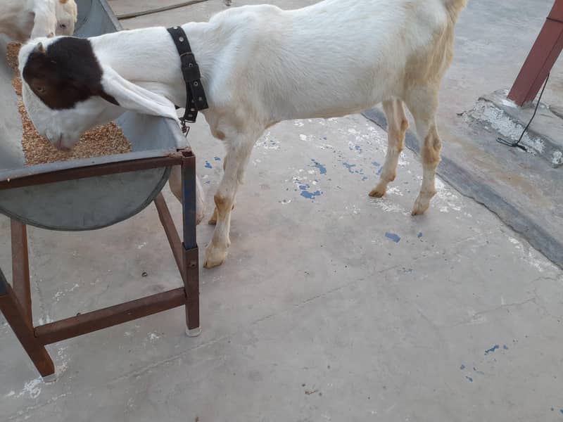 for sell 0