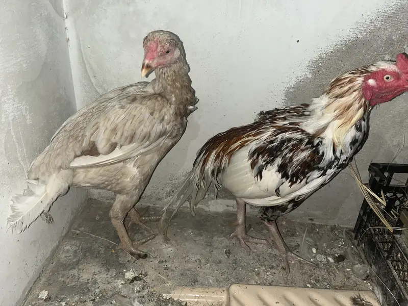 Boska murgi pulya murga — photo 2