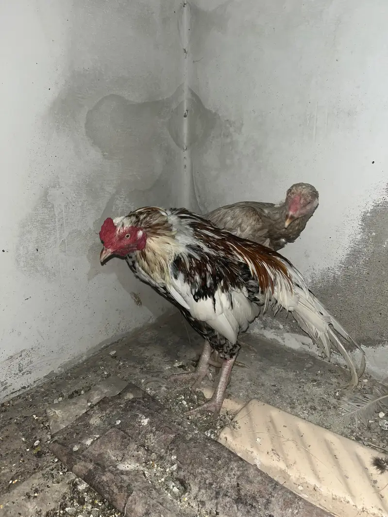 Boska murgi pulya murga — photo 3