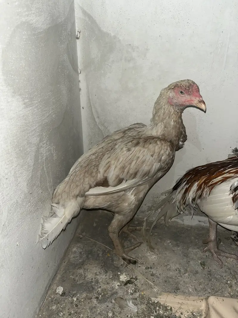 Boska murgi pulya murga — photo 4
