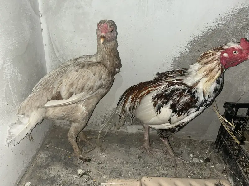 Boska murgi pulya murga — photo 5