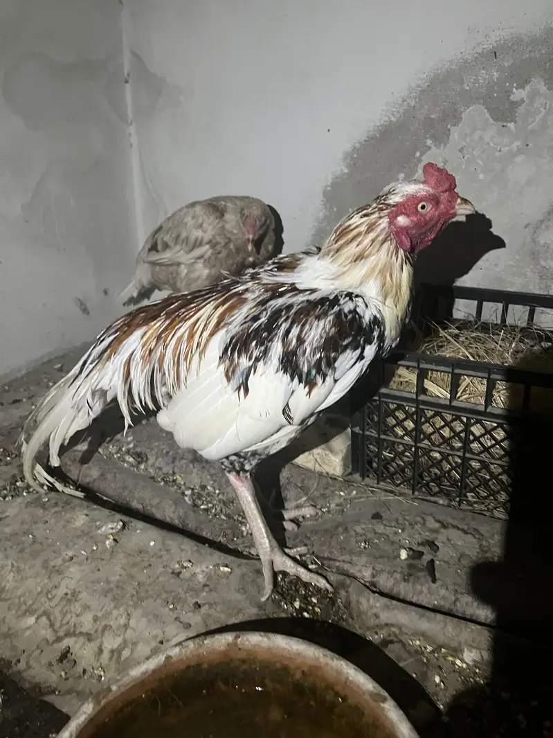 Boska murgi pulya murga — photo 8