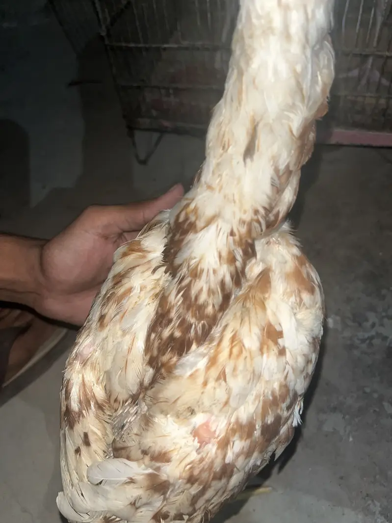 Boska murgi pulya murga — photo 9