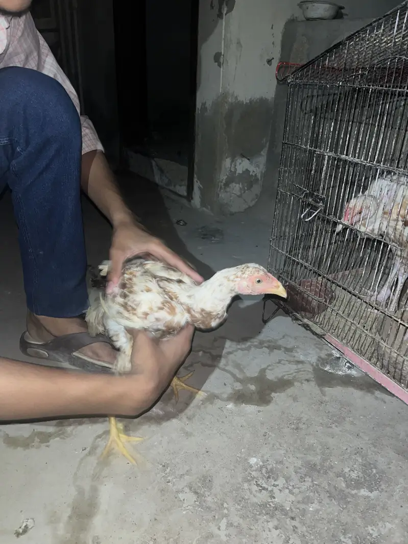 Boska murgi pulya murga — photo 10