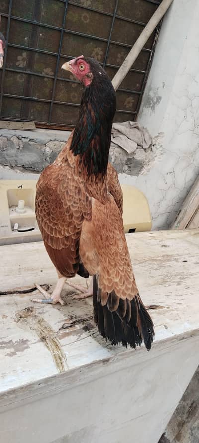 Lakhi