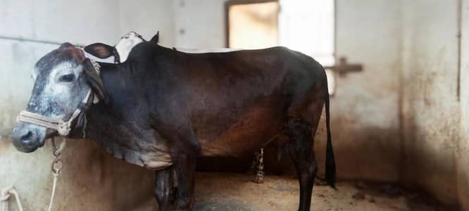 cow with baby