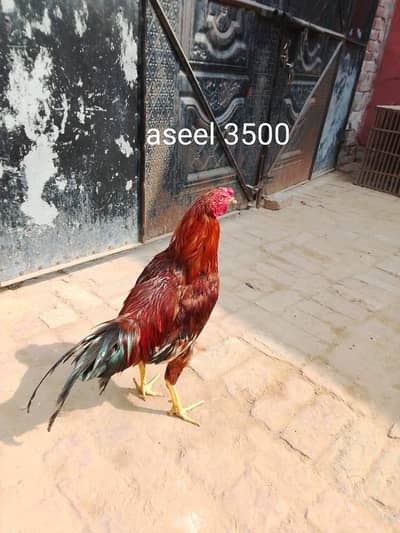 sub ki price pics main mention ha
