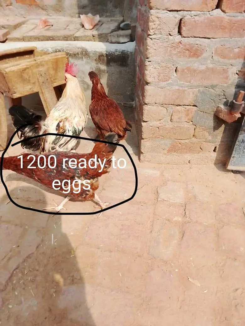 sub ki price pics main mention ha — photo 4