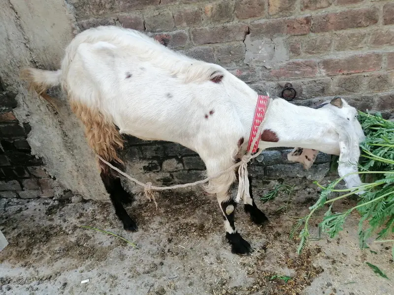 desi bkri he sath is ki leli he seht mnd he — photo 3
