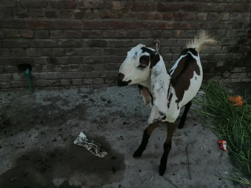 desi bkri he sath is ki leli he seht mnd he — photo 4