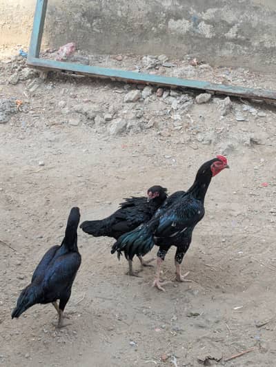 aseel breeder and three female