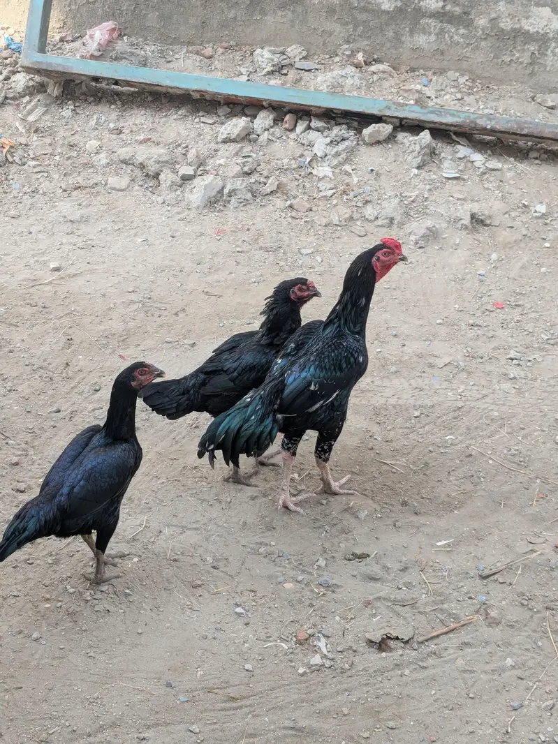 aseel breeder and three female — photo 2