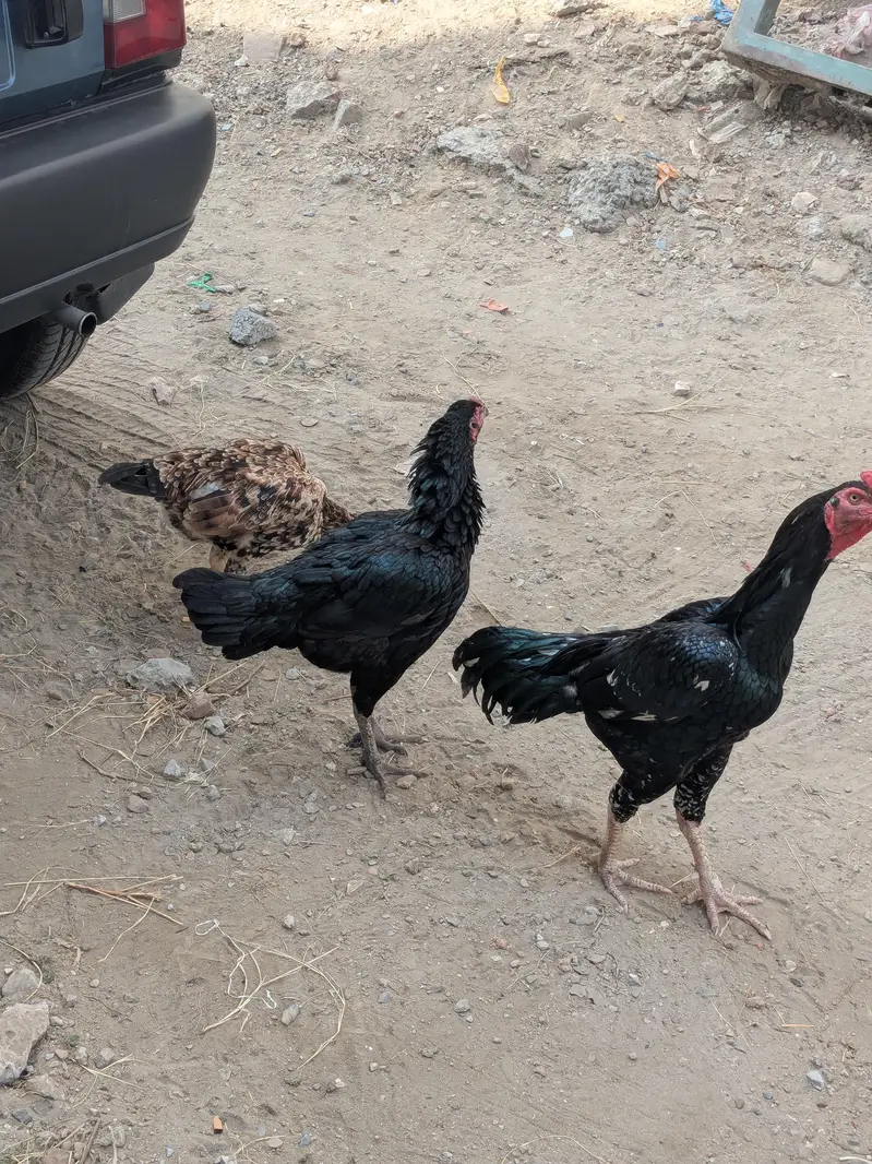aseel breeder and three female — photo 3