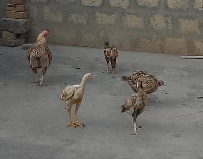1 Heera patha, 1 Aseel Pair with 3 Pathay