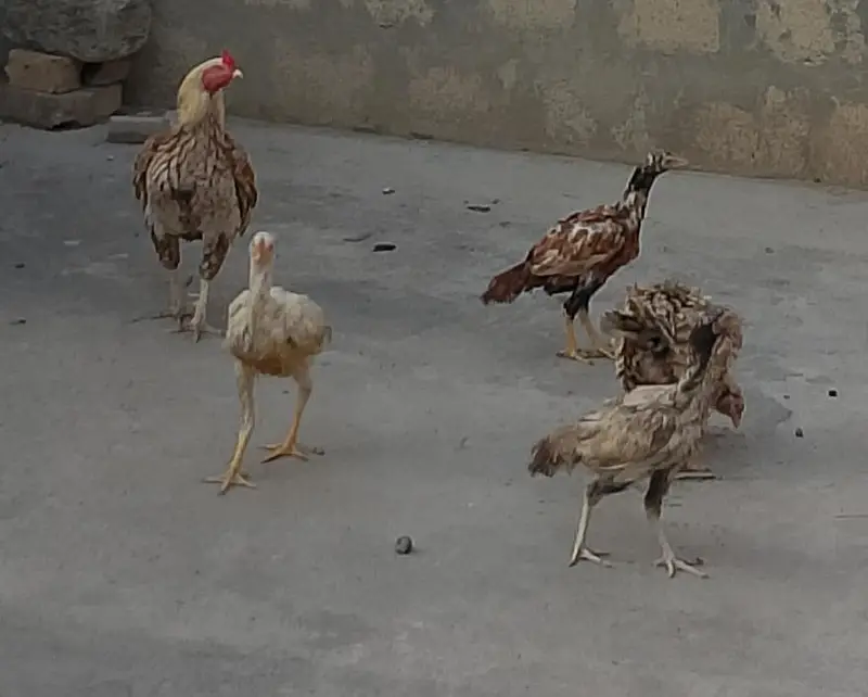 1 Heera patha, 1 Aseel Pair with 3 Pathay — photo 2