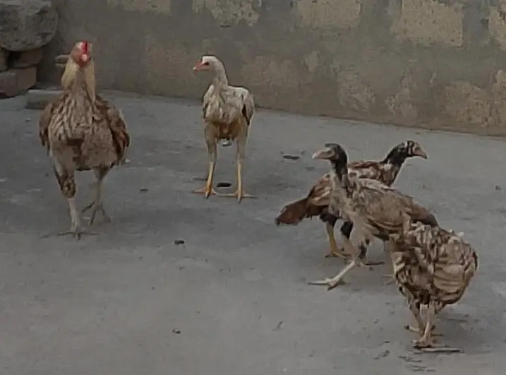 1 Heera patha, 1 Aseel Pair with 3 Pathay — photo 3