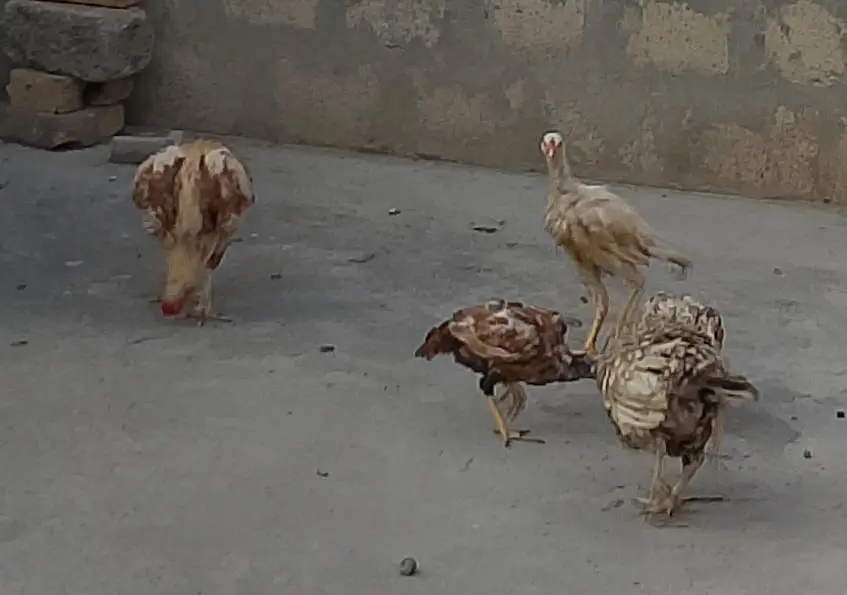 1 Heera patha, 1 Aseel Pair with 3 Pathay — photo 4
