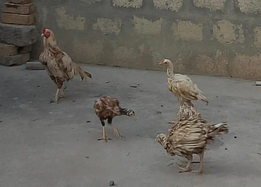 1 Heera patha, 1 Aseel Pair with 3 Pathay — photo 5
