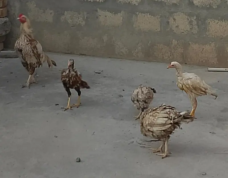 1 Heera patha, 1 Aseel Pair with 3 Pathay — photo 6