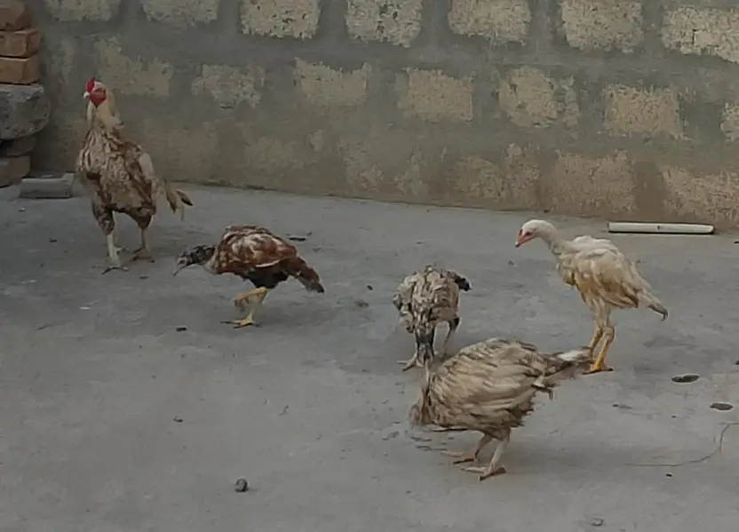 1 Heera patha, 1 Aseel Pair with 3 Pathay — photo 7