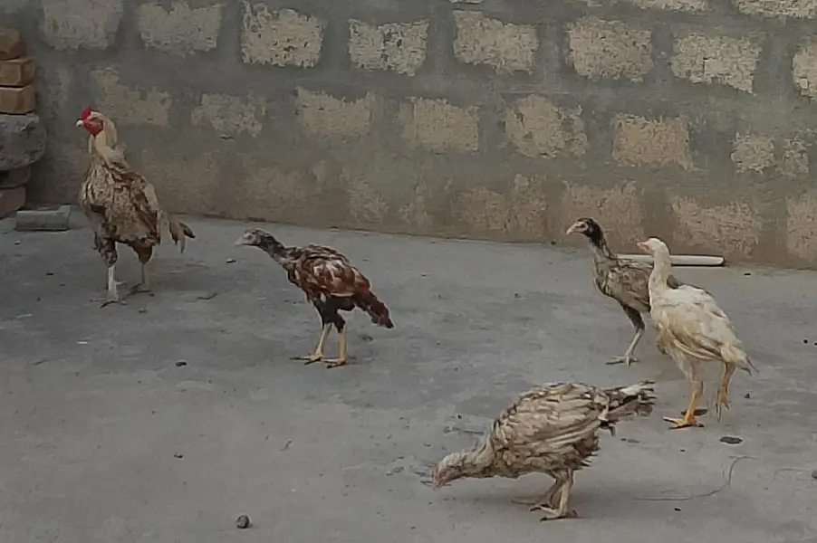 1 Heera patha, 1 Aseel Pair with 3 Pathay — photo 8